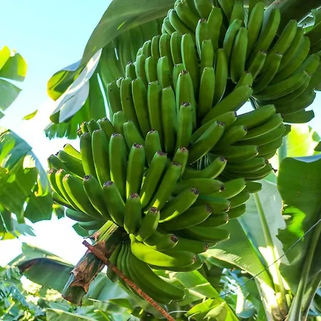 公寓 Horizonte 22 Sea View Relax In Luxury 洛斯克里斯蒂亚诺斯