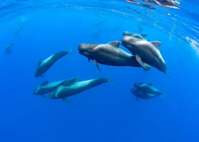 Horizonte 22 Sea View Relax In Luxury * 로스크리스티아노스